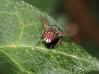Lucilia sericata es una mosca verde metálica, cuyas larvas se alimentan de tejido muerto y se usan en medicina para limpiar heridas.