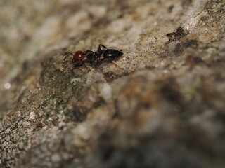 Crematogaster scutellaris es una hormiga rojiza con abdomen en forma de corazón, que anida en árboles y produce feromonas defensivas.