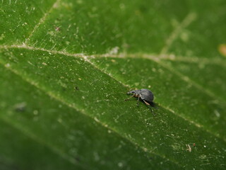 El picudo es un escarabajo de rostro alargado (rostro o pico) cuyas larvas perforan plantas y semillas, siendo plaga en cultivos como palmeras y cereales.