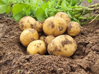 Freshly harvested potatoes in a field.Harvesting organic potatoes. Agriculture and farming