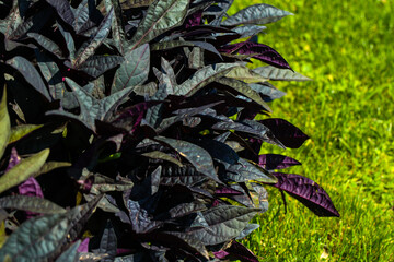 ornamental sweet patato vine (ipomoea batatas) with purple foliag in garden sunlight