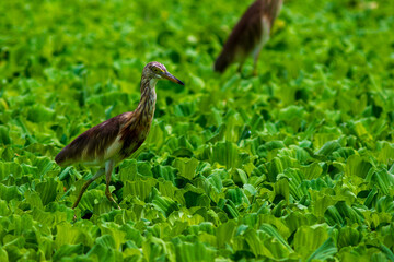 Green Heron matching the water lettuce.