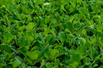 Water lettuce, Pistia stratiotes in the water background, duckweed