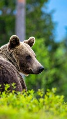 Obraz premium Brown bear profile in forest