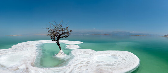 Lonely tree on a salt island in the Dead Sea – unique natural landscape at the lowest place on Earth, Israel and Jordan. © dvy714