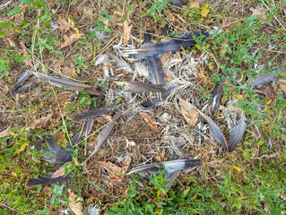 Professional landscaping crew using green wood chipper machinery to process fallen tree branches and garden waste in residential area. High quality photograph