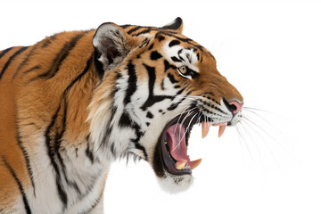Obraz premium Roaring Tiger A Close-Up Wildlife Photography Masterpiece