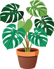 Monstera in pot