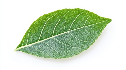 Fresh green leaf isolated with detailed texture on white background, symbolizing growth, vitality, and organic wellness in a simple natural setting