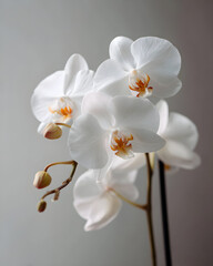 White Phalaenopsis orchid close-up against a light gray background.