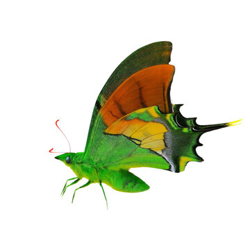 Beautiful green butterfly on white background.