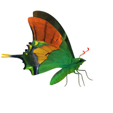 Beautiful green butterfly on white background.