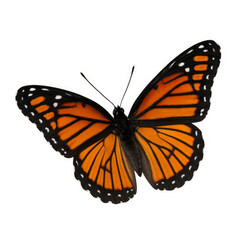 Beautiful monarch butterfly on white background.
