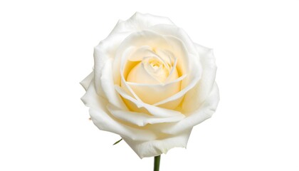 A single, creamy-white rose displays delicate petals and a subtle yellow center against a pure white background.