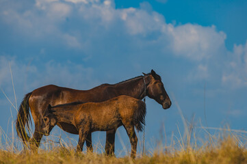 A mare and her foal stand together on a grassy hill, silhouetted against a beautiful blue sky with fluffy clouds. A perfect representation of a horse family in nature.