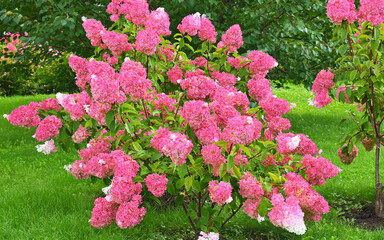 Bright flowers bloom in the sunny garden
