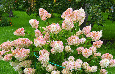 Bright flowers bloom in the sunny garden