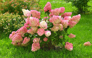 Bright flowers bloom in the sunny garden