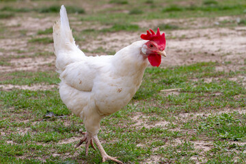 rooster on the farm