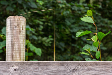 Grass bends gracefully over a weathered wooden post surrounded by vibrant green leaves in a tranquil outdoor setting.