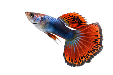 Fototapeta premium Close-up macro shot of a single colorful guppy fish with a vibrant blue body and a magnificent flowing red tail isolated on a clean white background