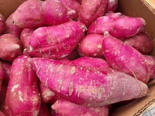 Purple skin white sweet potatoes. Japanese style sweet potatoes. Sweet potatoes root fresh food. 
