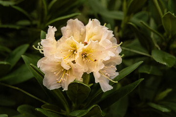 Close view of the caucasian rhododendron flower. Caucasus mountains, Russia.