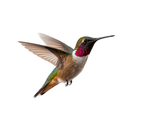 Fototapeta premium Beautiful Hummingbird isolated on transparent background