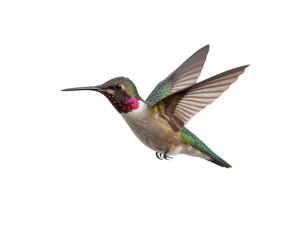 Beautiful Hummingbird isolated on transparent background