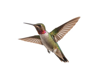 Beautiful Hummingbird isolated on transparent background