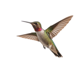 Beautiful Hummingbird isolated on transparent background