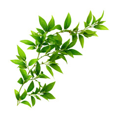 Lush green leaves nature on white isolated on transparent background