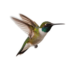 Fototapeta premium Beautiful Hummingbird isolated on transparent background