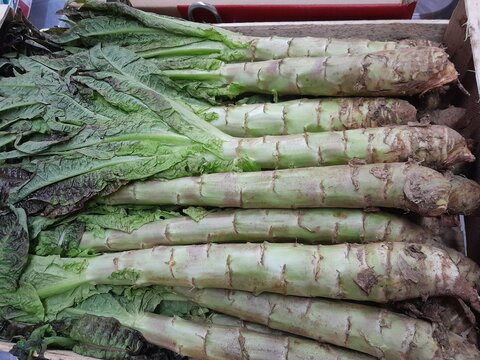Chinese Celtuce Aparagus Stem Lettuce raw healthy nutritional vegetable. 