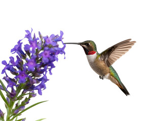 Fototapeta premium Beautiful Hummingbird isolated on transparent background