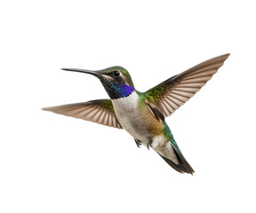 Fototapeta premium Beautiful Hummingbird isolated on transparent background
