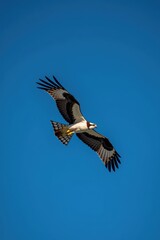 Naklejka premium A majestic kite eagle osprey soaring against a deep blue Alaskan sky, wings spread wide and talons poised