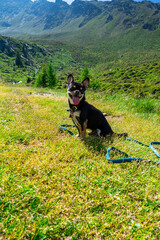 Diego the Chihuahua on Hiking Tour through the Hirzer Alm South Tyrol.