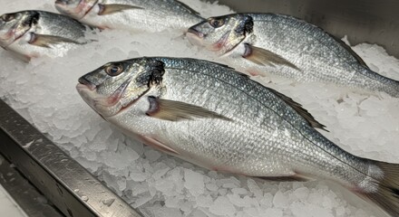 Fresh Gilthead Sea Bream on Ice at Fish Market