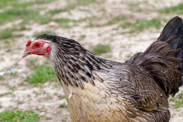 Close-up of a chicken on the farm 