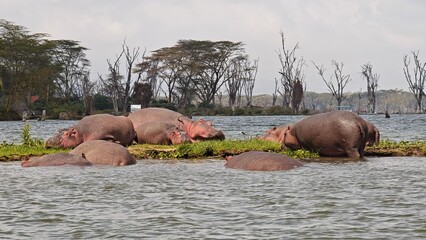 Naivasha lake & Crescent Island, Kenya