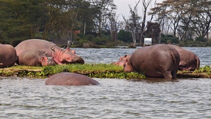 Naivasha lake & Crescent Island, Kenya