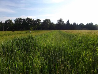 Tranquil summer landscape with lush green field leading to forest in the distance