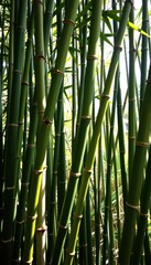 Fototapeta premium Lush green bamboo stalks form a dense, textured fence background, ideal for nature-themed designs. Sunlight filters through creating dappled shadows.