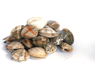 Clams on white background. Seafood.