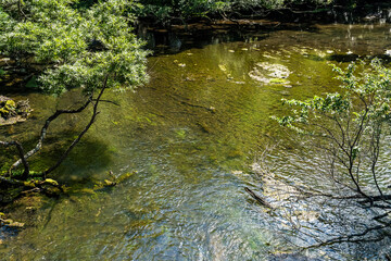 Green Weeds of Lake Yunoko
