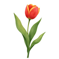 Obraz premium Red and yellow tulip flower with green leaves isolated on white background flat botanical illustration no shadow