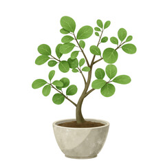 Flat illustration of a bonsai tree with round green leaves in ceramic pot isolated on white background