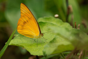 Obraz premium Butterfly Appias galba - Indian Orange Albatross in family Pieridae, species from Vietnam, beautiful tropical orange butterfly in the green background
