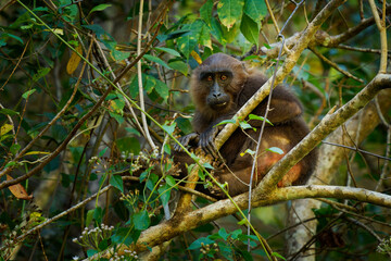 Moor macaque Macaca maura monkey with brown black body fur with a pale rump patch and pink bare skin on the rump, eats rice, figs, bamboo seeds, buds, invertebrates and cereals in tropical rainforest
